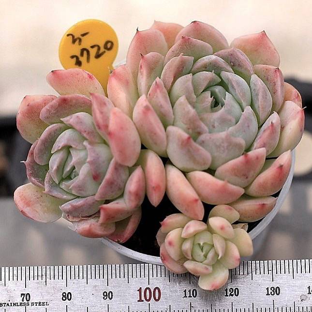 Echeveria Sp.