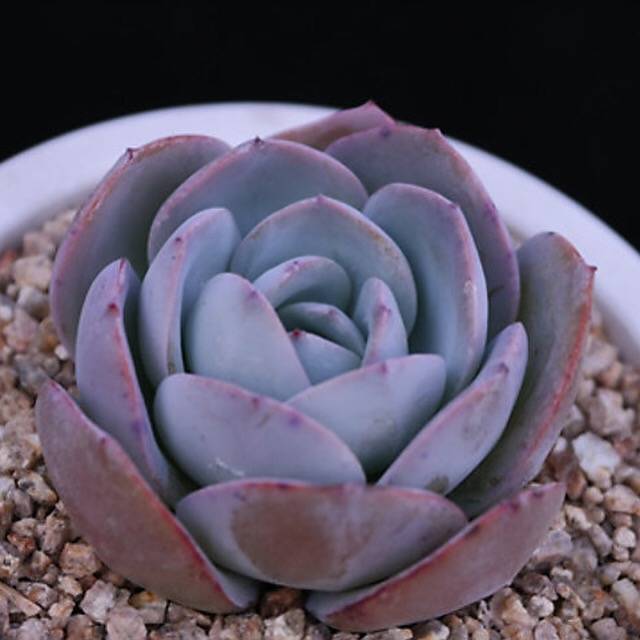 PRESALE Echeveria Brinks Blue, (Random)