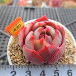 PRESALE Echeveria Lauii Hybrid, (Random)