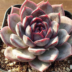 Echeveria Maleficent, (Not so Random)