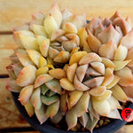 PRESALE Echeveria Charming, Cluster, (Random)