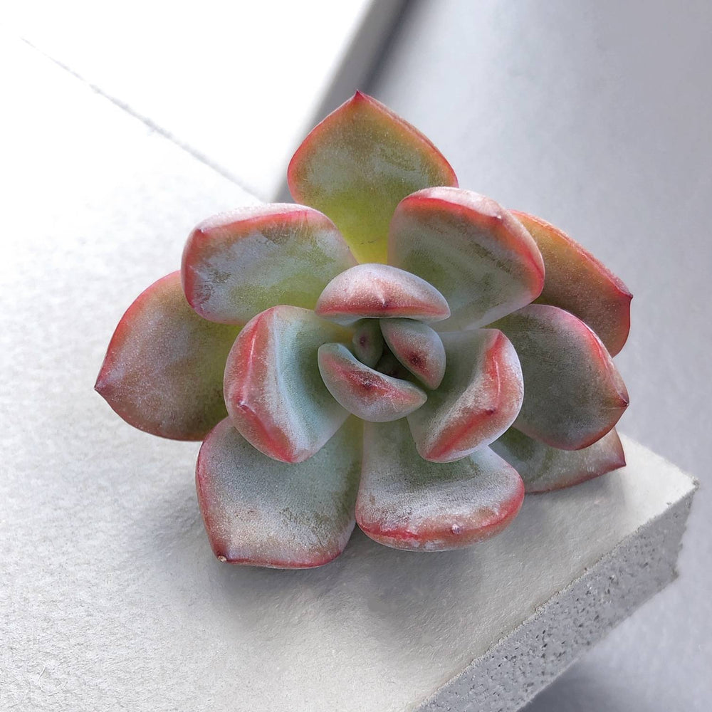 SALE! Echeveria Glam Pink