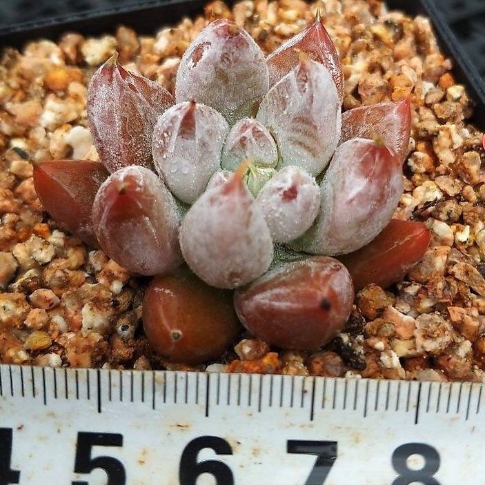 Echeveria Tolimanensis, (Random)