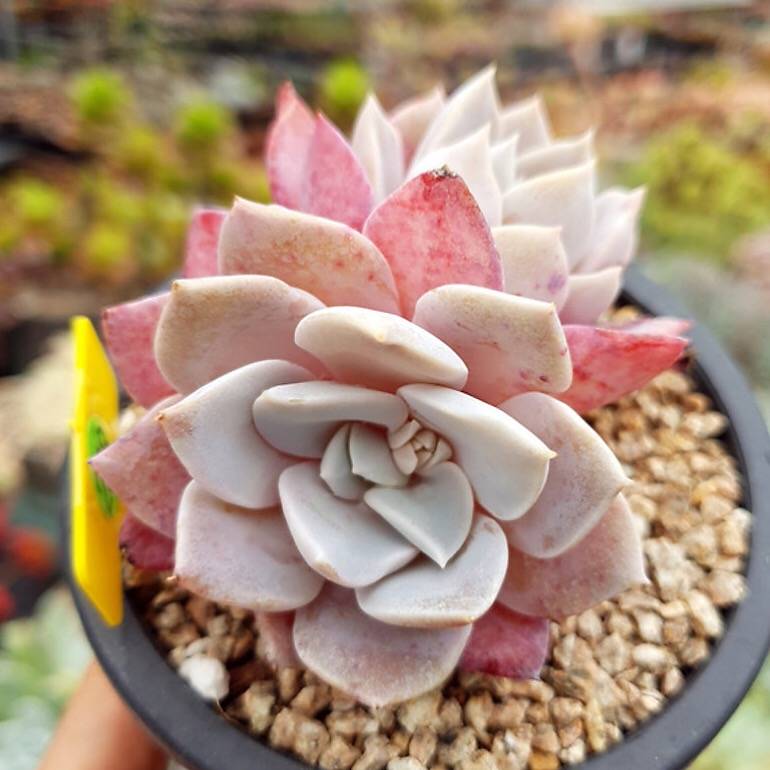 PRESALE Echeveria Grouse, Double, (Random)