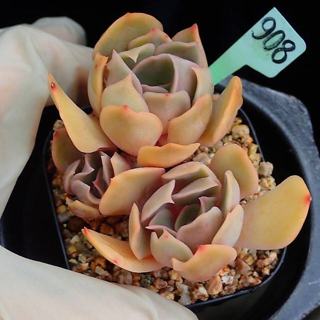 PRESALE Echeveria Keys, (Random)