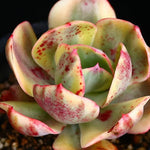 PRESALE Echeveria Angpang, (Random)