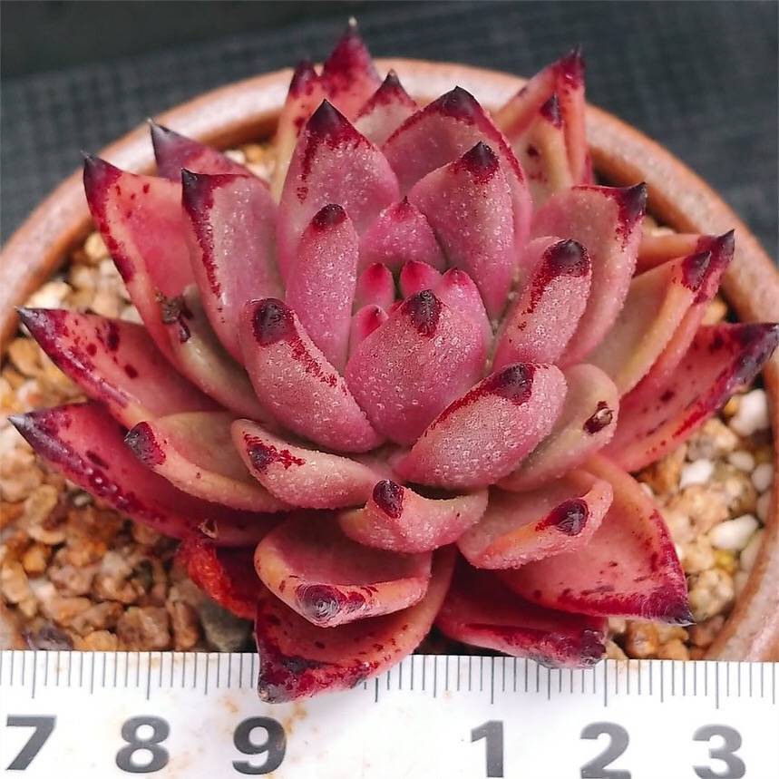 PRESALE Echeveria Agavoides Sirius, (Not So Random)