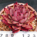 PRESALE Echeveria Agavoides Sirius, (Not So Random)