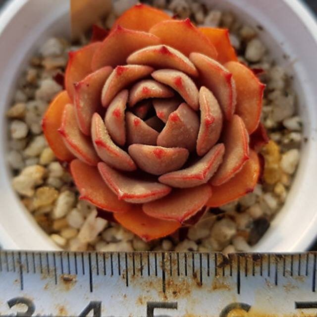 PRESALE Echeveria Phil Morning, (Random)