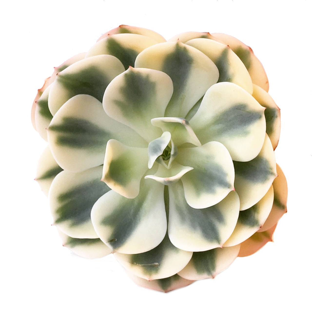 Echeveria Lenore Dean- Not Perfect! – Cedar Creek Farmhouse