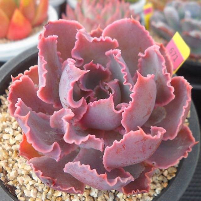 PRESALE Echeveria Shaviana Madre de Sur, (Random)