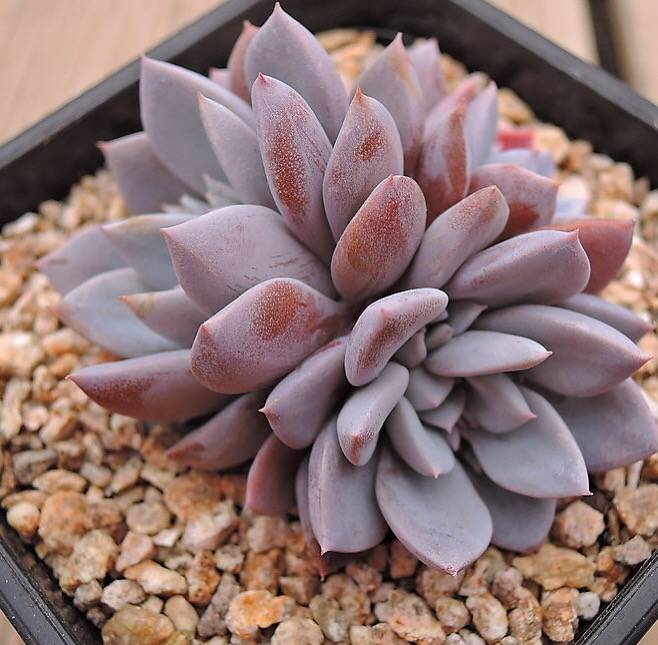 PRESALE Echeveria Lulu, Cluster, (Random)