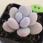 PRESALE Pachyphytum Oveferum cv Momobijin, (Random)