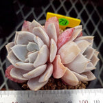 PRESALE Echeveria Grouse, Double, (Random)