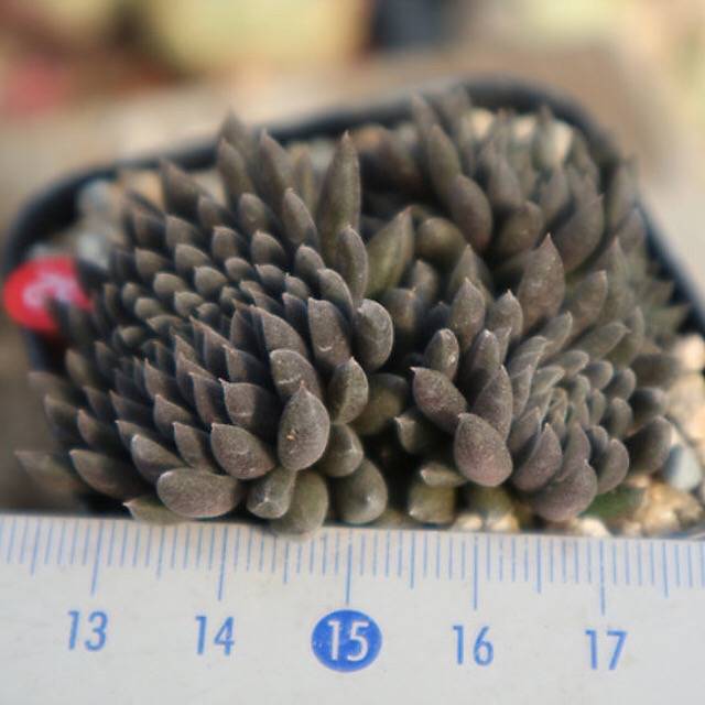 PRESALE Sinocrassula Yunnanensis, (Random)