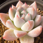 PRESALE Echeveria Sp., (Not so Random)