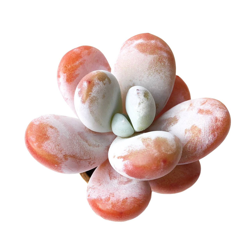 'Kecevana' Pachyphytum Cuicatecanum