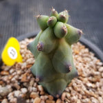 Myrtillocactus Geometrizans Fukurokuryuzinboku, (Not so Random)