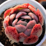 PRESALE Echeveria Ganoderma