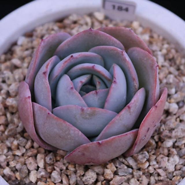 PRESALE Echeveria Brinks Blue, (Random)