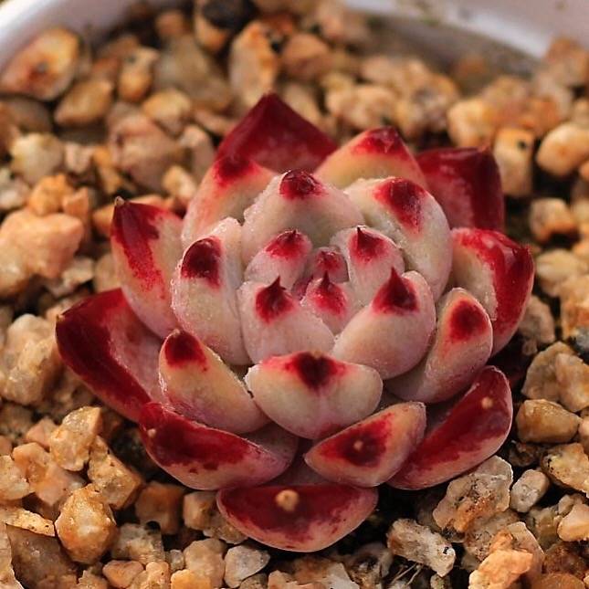 PRESALE Echeveria Colorata Hybrid