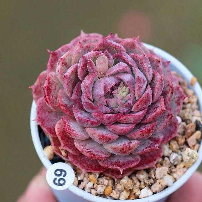 succulents charlotte nc RESERVED) Echeveria Charlotte – Cedar Creek Farmhouse