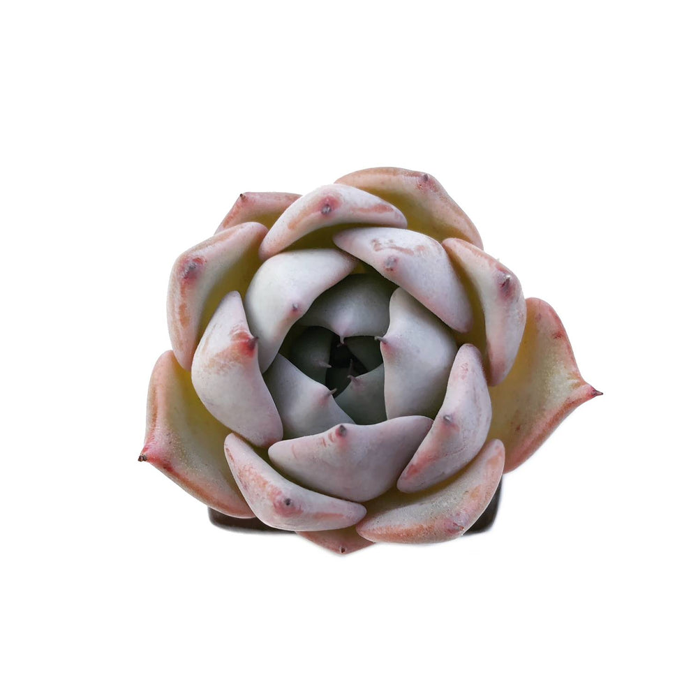 RESERVED Echeveria Largea, (Ready to Ship)