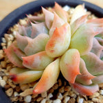 PRESALE Echeveria Rosanna, Double, (Random)