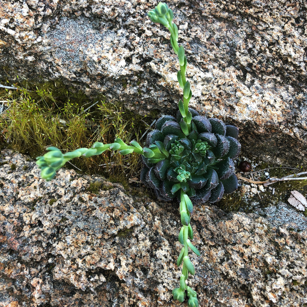 Echeveria Scorpio (In Bloom)