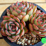 PRESALE Echeveria Kami Noi, (Random)