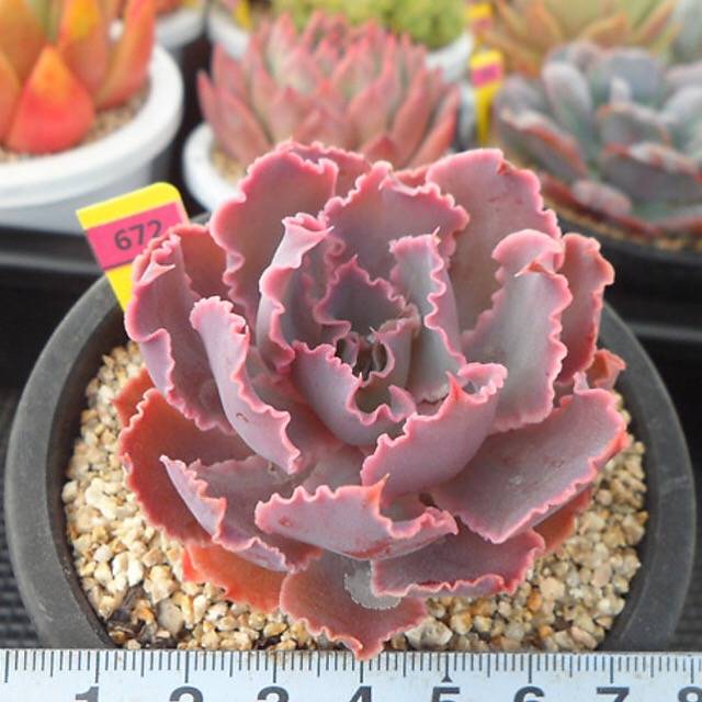 PRESALE Echeveria Shaviana Madre de Sur, (Random)