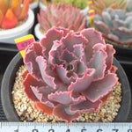 PRESALE Echeveria Shaviana Madre de Sur, (Random)