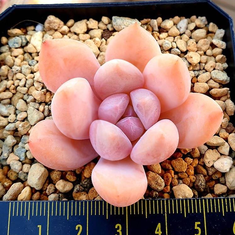 PRESALE Echeveria Arteusa, (Random)