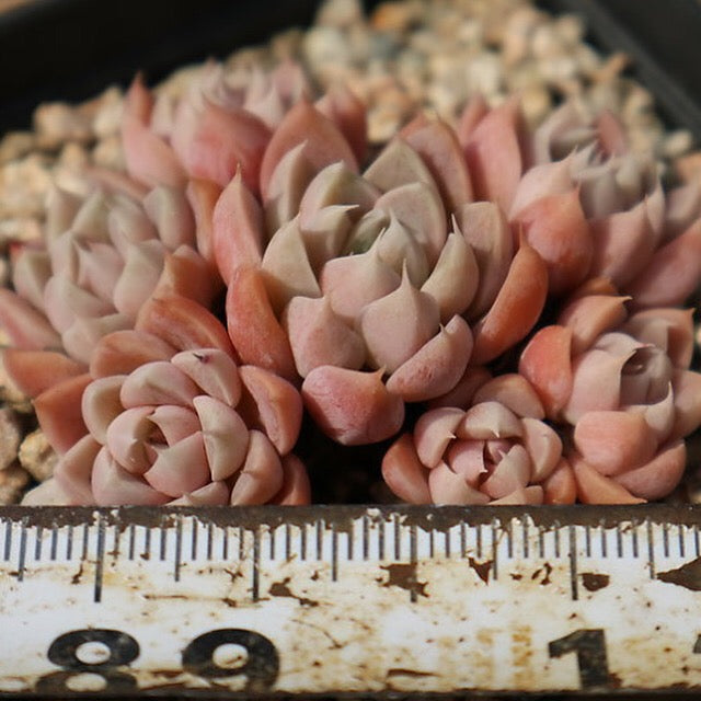 PRESALE Echeveria Wind of Change, (Random)