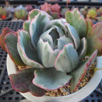 PRESALE Echeveria Berkeley Light, (Not so Random)