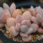 PRESALE Echeveria Sp. Cluster, (Random)