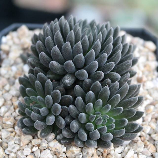 PRESALE Sinocrassula Yunnanensis, (Random)