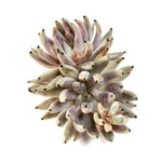 Echeveria Unguiculata, Double