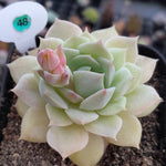 SALE! Echeveria Fun Queen, (Random)