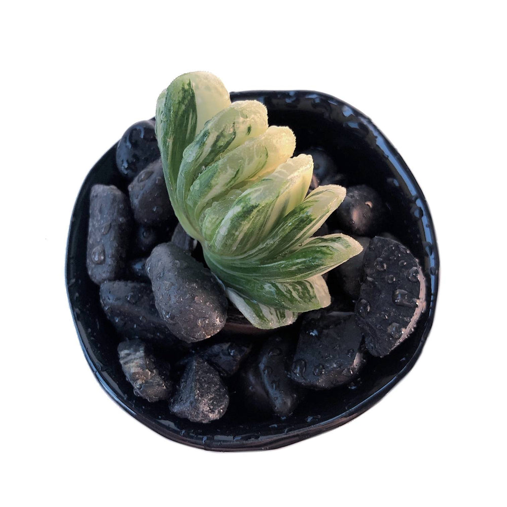 Haworthia Truncata f. variegata, Flawed Roots, (Video) – Cedar Creek  Farmhouse