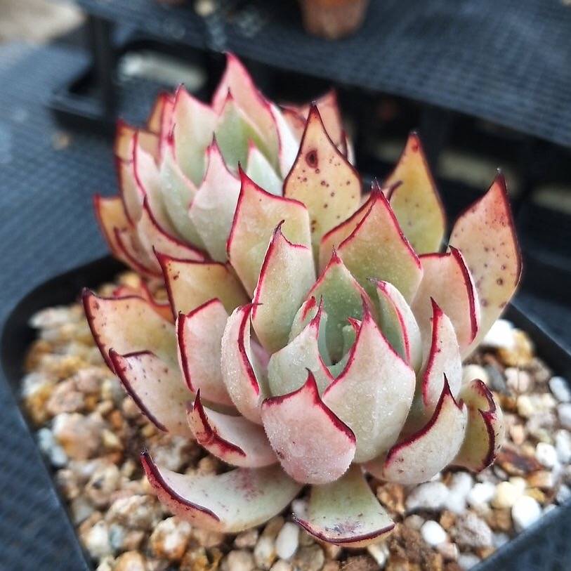 PRESALE Echeveria Strictiflora v Nova, (Not so Random)