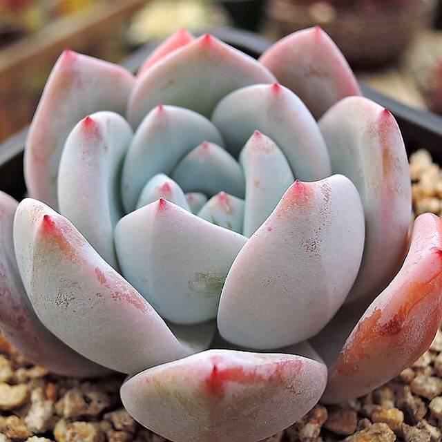 PRESALE Echeveria Ivory, (Not so Random)