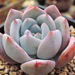 PRESALE Echeveria Ivory, (Not so Random)