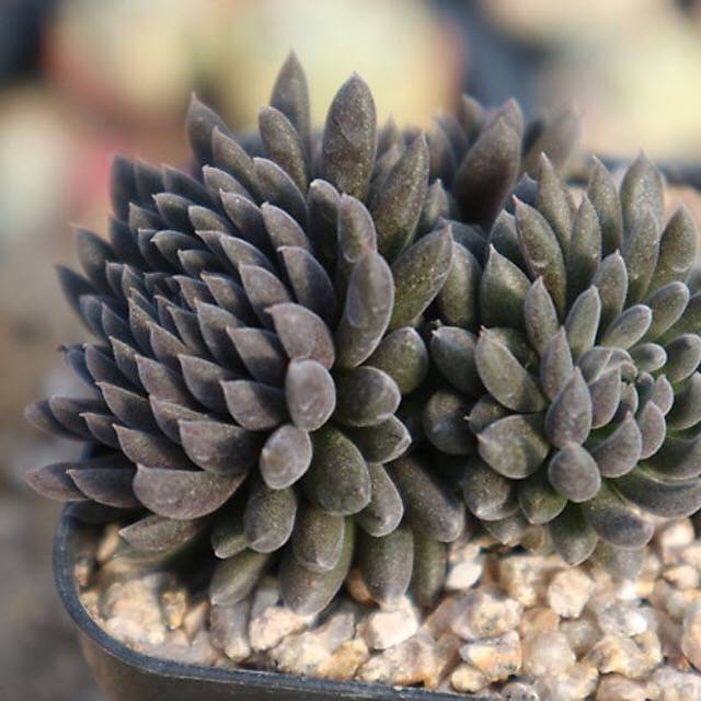 PRESALE Sinocrassula Yunnanensis, (Random)