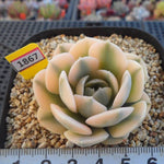 PRESALE Echeveria Akaihosi