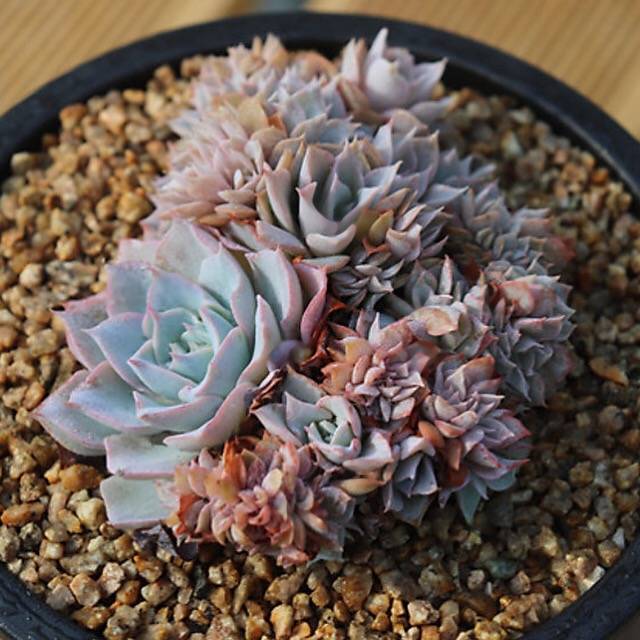 PRESALE Echeveria Peacockii Subsessilis Cristata, (Random)