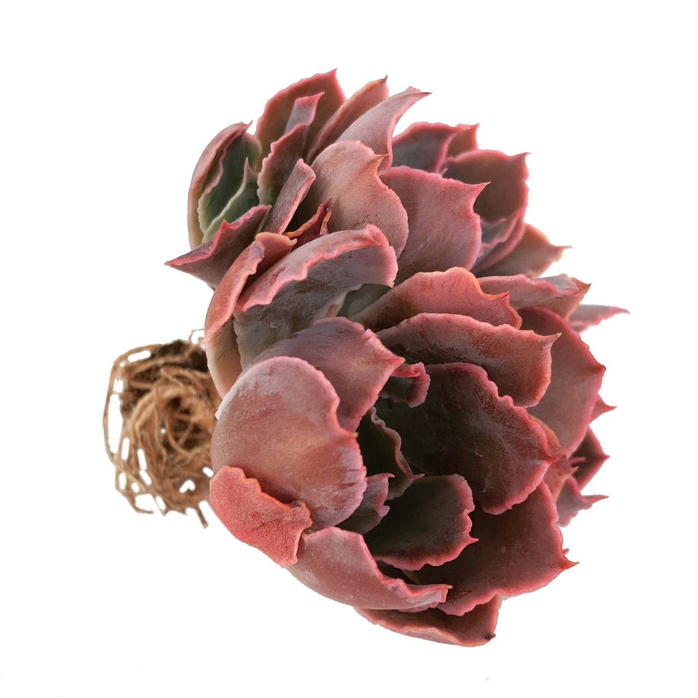 (RESERVED), Echeveria Shaviana del Madre