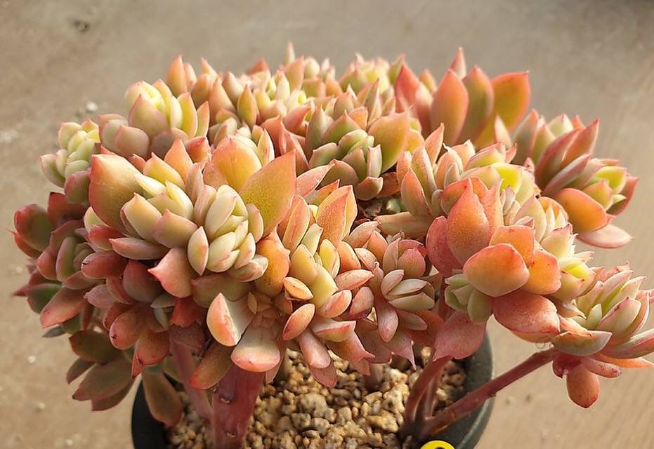 Echeveria Luella, Crested and Non-Crested Branchy Clusters, (Random)