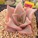 PRESALE Echeveria Madiba, (Random)