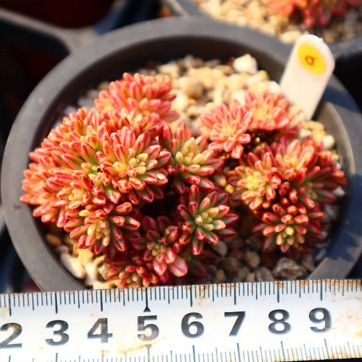 Aeonium Sedifolius, Variegata